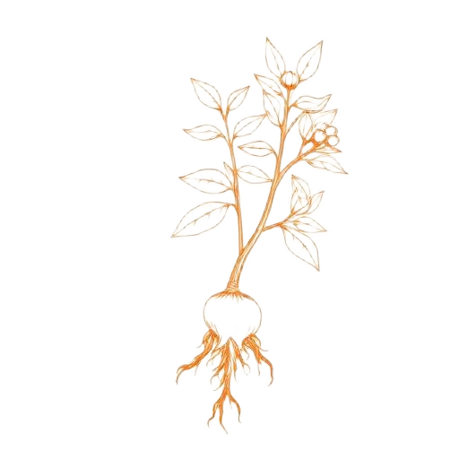Ashwagandha illustration