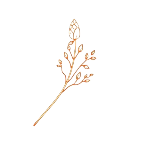 Methi (Fenugreek) illustration